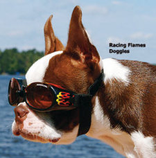 A cool Doggles doggie