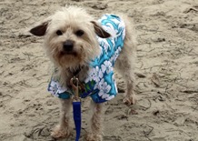 Frankie says "Just get me to the beach, already!"