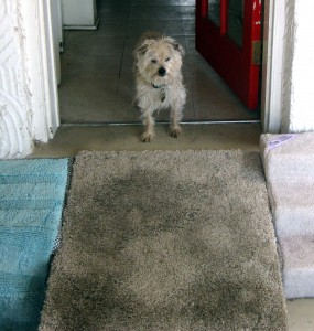 Dog descending a grey carpet